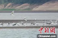 湖南湘乡湿地保护显成效 珍稀鸟类来“做客”