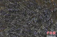 青海省全面评估青海湖流域水生态环境质量