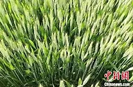 天津178万亩小麦 预计亩均单产可达407.3公斤