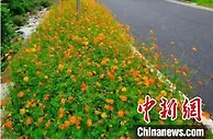 专家把脉浙江乡村运营 为可持续发展献策