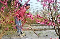新疆图木舒克：温棚桃花俏迎春 人勤春早巧增收