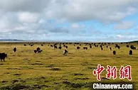 青海畜牧业实现“四增”