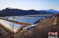 河北承德“菜篮子”：从田间到“餐桌”的致富路