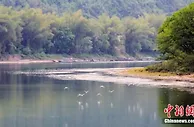 桂林再现“一行白鹭上青天” “只此青绿”生态富民
