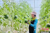 柴达木盆地青海格尔木成功种植西瓜 迎来“尝鲜”季