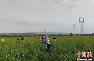 山西大同迎黄花丰收季 全产业链值今年预计突破40亿元