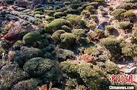 四川甘孜：“因地制宜”成涉藏地区乡村振兴关键词