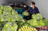 浙江温岭乡贤采购6吨蔬菜驰援上海：现场采摘 冷链运输