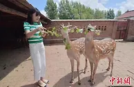 吉林瞄准打造千亿级梅花鹿产业