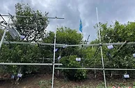 茶优则“茶游”:云南双江走上茶旅融合发展之路