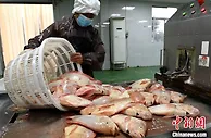 专心养殖“一条鱼” 革命老区村村民“年年有余”