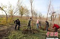 植树造林持续　 “美丽兵团”可期