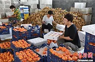 河北故城打造“一村一品” 万余亩蟠桃助力乡村振兴