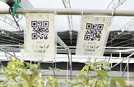 植物工厂可以“私人订制” 物联网帮农民种出好产品
