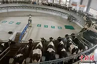 宁夏灵武：奶产业跑出“加速度”