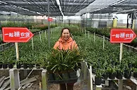 拼多多：“农地云拼”助花农增收，让购花更实惠
