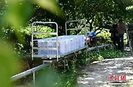 “梅”好诏安“长寿果” 声名远播销海外
