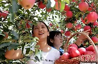 陕西洛川：小苹果做成大产业 助力“乡村振兴”