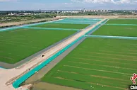 宁夏银川：稻在水中长 蟹在水里生