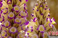 新疆且末大漠深处8.3万亩大芸花开 生态经济获双赢