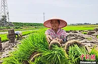 安徽铜陵：一粒“种子”绘出乡村振兴蓝图