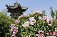 西北“小洛阳”携牡丹带百余项文体项目“花式”揽客