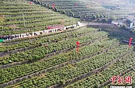 湖北兴山打造“中国古树白茶之乡”