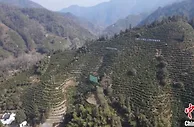 安徽黄山：茶叶品质有提升 “小小绿叶”变致富“金叶子”