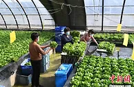 “会种菜”变“慧种菜” 河北永清蔬菜产业“智”接京津