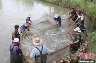 22国驻华使馆走进浙江 看农遗“活化石”如何赋能乡村