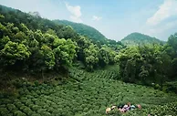 西湖龙井“炒茶王”：勿让急功近利早产毁了西湖龙井