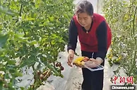 特色产业赋能 山西乡村勾画乡村振兴新图景