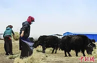 青海南部东科日草场：不以牛羊数量论实力，追求畜牧业更高质量