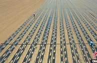 亩栽近8000株 邯郸曲周棉花种植实现全程机械化