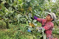 （人民幸福生活）湖南东安蜜梨喜成“振兴果”　荒山“种”出甜日子