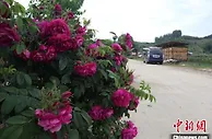 （人民幸福生活）吉林林果小镇崛起“榛版”金山银山
