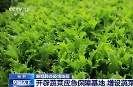 吉林省开辟55家蔬菜应急保障基地 增设蔬菜中转站 帮助老百姓拎稳“菜篮子”