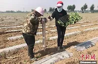 山西屯留特色产业从无到有：两万多人种火红辣椒过红火日子