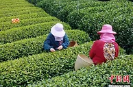 浙江：到2025年实现龙井茶年产值超80亿元