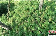 广东阳春春砂仁种植面积增至4万多亩 助力乡村振兴