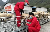 引进繁育先进技术 广西大瑶山瑶胞走上致富“羊”光大道