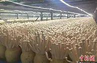 甘肃甘州：戈壁滩“炫富”引企“西游”