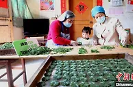 “织叶为茶，遇水成花” 安徽黄山创意茶“绿牡丹”复苏
