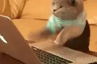 猫猫手忙脚乱????纽卡官推在上半场发了这个表情包