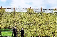 RCEP助力中国榨菜远销日韩