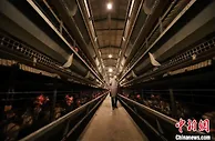 河北平乡开启养殖“智能模式” 会养鸡变“慧”养鸡
