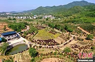 赣北乡村振兴见闻：念好“山字经” 荒坡变“银行”