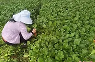 (上海战疫录)“安疫保”“复工保”提供保障   解复工复产企业后顾之忧
