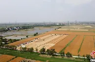 天津178万亩小麦喜迎丰收