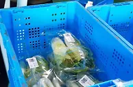 浙江农业“双强行动”：科技强农、机械强农助推共富